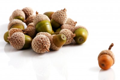 123 stock acorns