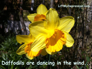 Daffodils-dance