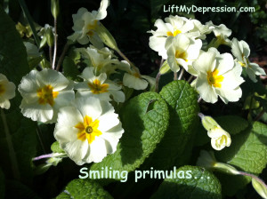 Primula smiling