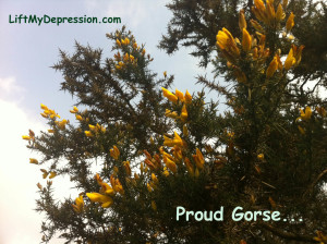 ProudGorse