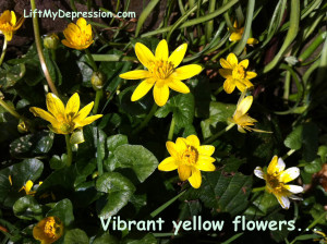 Vibrant yellow flowers