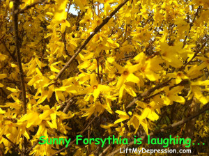 forsythia's laugh