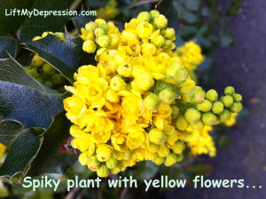 spiky plant yellow